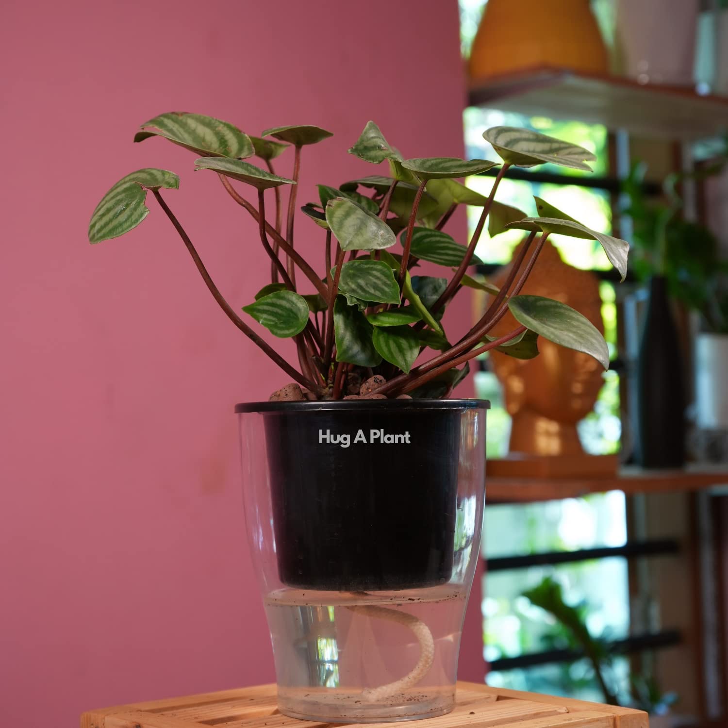 Hug A Plant | Watermelon Peperomia (Peperomia argyreia) - Live Plant (With 5Inch|12cm Self-Watering Pot & Plant) (Black) (B0C6G9LPWX) Amazon Price History, Amazon Price Tracker
