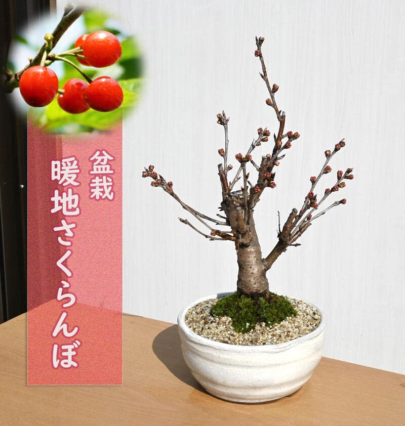 花とサクランボ Amazon.co.jp: さくらんぼ盆栽 花と実が楽しめるサクランボ盆栽