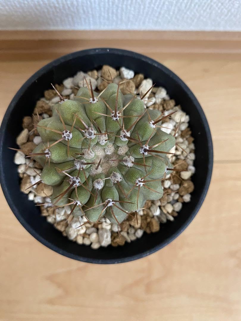 Amazon.co.jp: 孤竜丸 実生 扁平 良型 コピアポア コルムナアルバ  