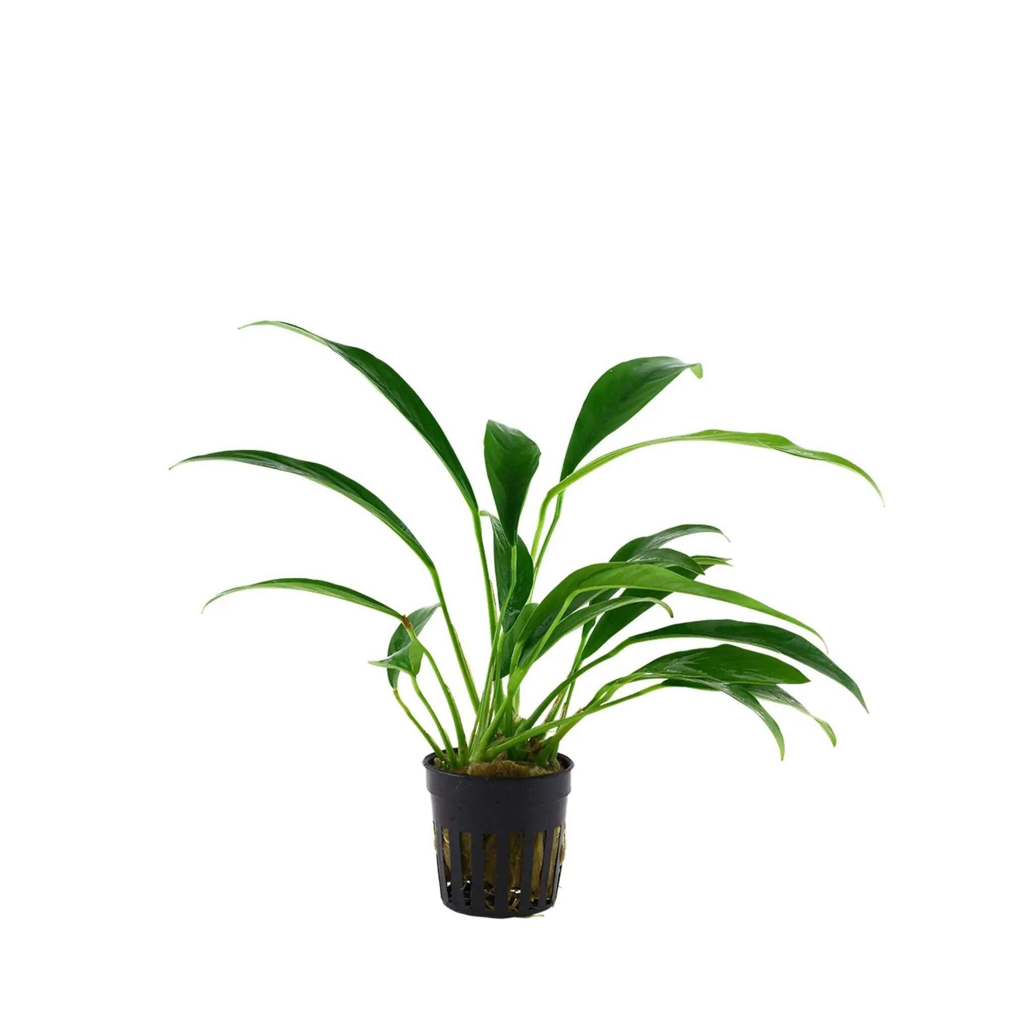 Anubias barteri var. angustifolia - Live aquarium plant