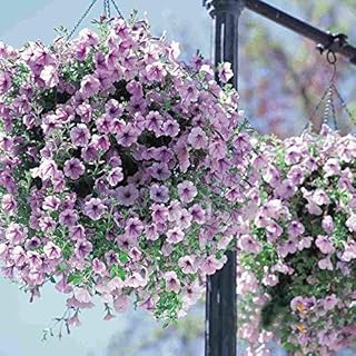 50 Seeds Bag Seeds Petunia Climbing Petunia Flower Seeds Mix Petunia Hybrida Garden Bonsai Planting, Purple