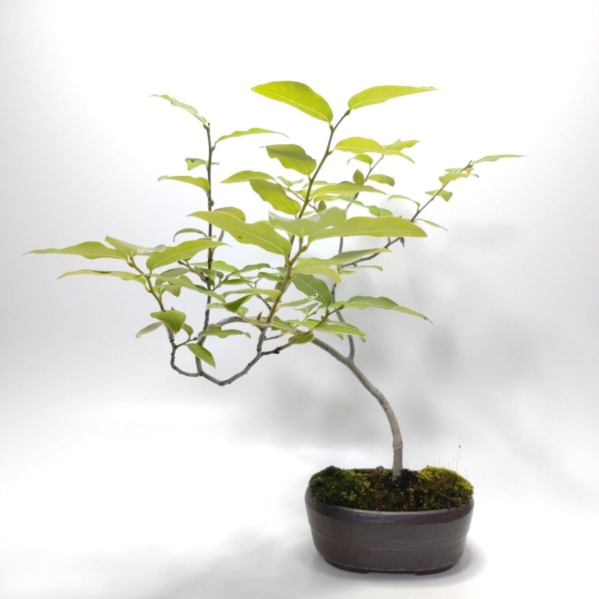 ヤマコウバシ盆栽 SS016