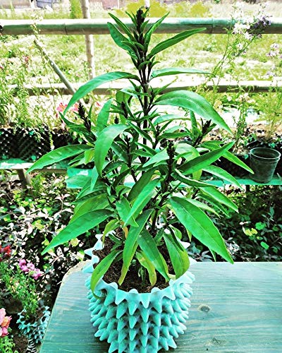 Genric Aditi Nursery Sukh Shanti Plant With Pot (B084YXS4TP) Amazon Price History, Amazon Price Tracker