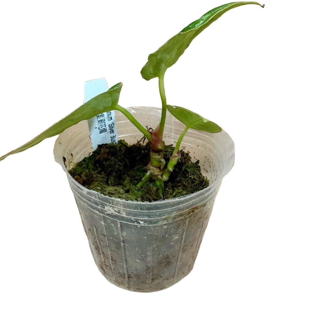 Amazon｜希少種 アンスリウム シルバーブラッシュ 観葉植物｜観葉植物