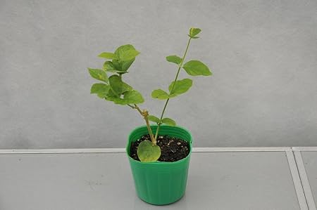 マツリカ 茉莉花 ピカケ ピーカケ ジャスミン Jasminum Sambac 3号ポット苗 花 Amazon マツリカ 茉莉花 ピカケ ピーカケ ジャスミン Jasminum Sambac 3号ポット苗 花 Amazon