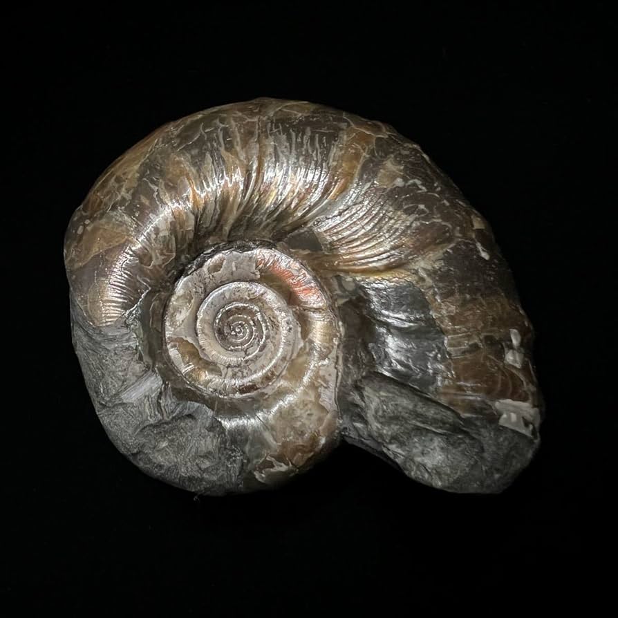 Amazon | アンモナイト アンモライト 北海道中川産 両面 サイズ6.3cm Amazon | アンモナイト アンモライト 北海道中川産 両面 サイズ6.3cm