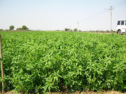 barseem Grass seed 100 gram