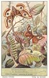 Moths and Caterpilar - Vintage Image