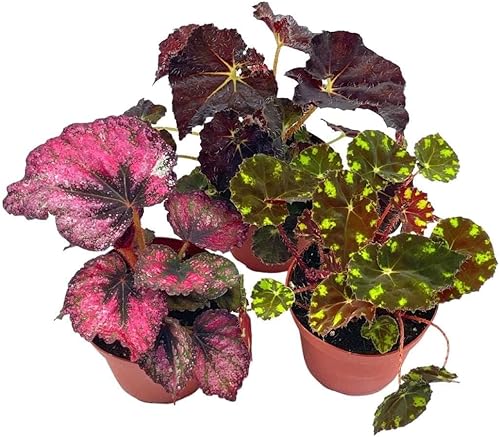 BubbleBlooms Harmony's Begonia Rex surtido, colores cálidos de verano, 3 begonias diferentes en macetas de 4 pulgadas