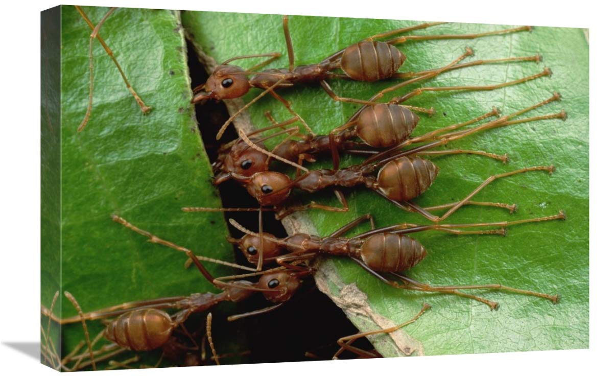 Weaver Ants Group Hold Adyacente Hoja y tallo con mandíbulas y dedos de los pies, Malasia, lienzo artístico, 24 x 16 pulgadas