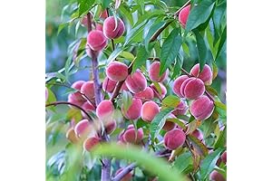Donut Peaches' Soft and Juicy Sweetness: Belle of Georgia Peach Tree