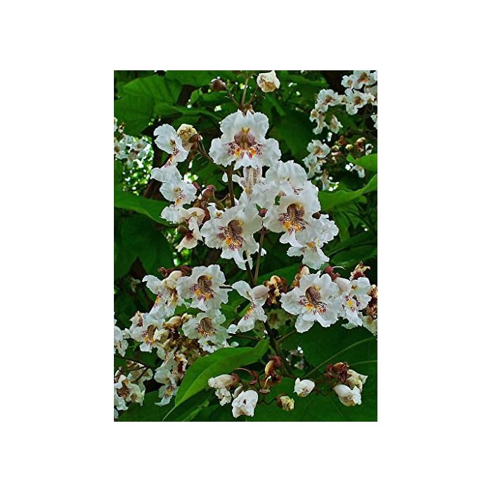 Buy Tree Seeds Online Catalpa Bignonioides. Indian Bean Tree 25 Seeds