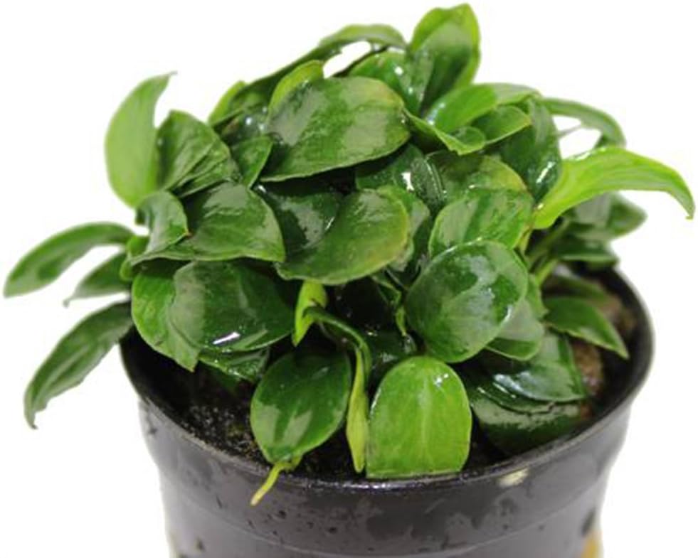 AquariumPlantsFactory - Anubias Nana Petite Full Potted - Freshwater Live Aquarium Plants Decorations