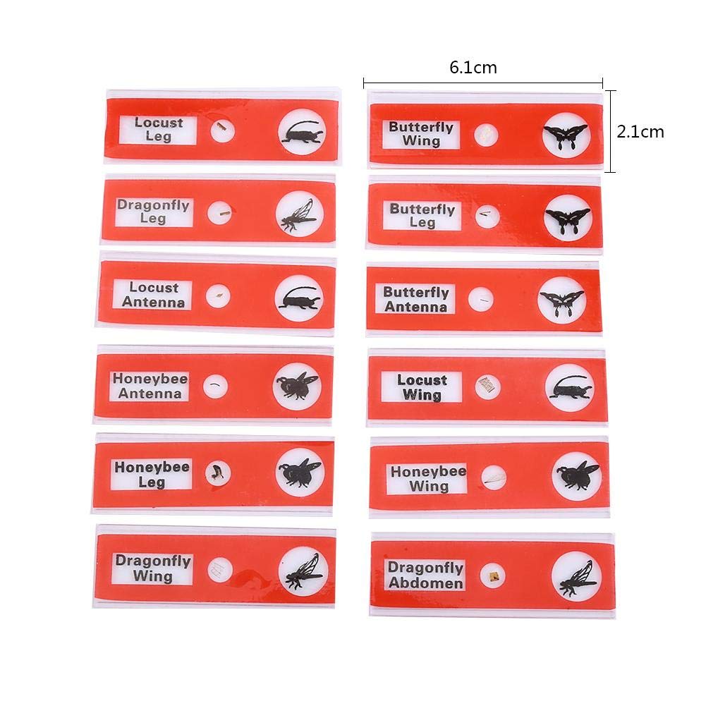 Frey Scientific Coplin Staining Jar