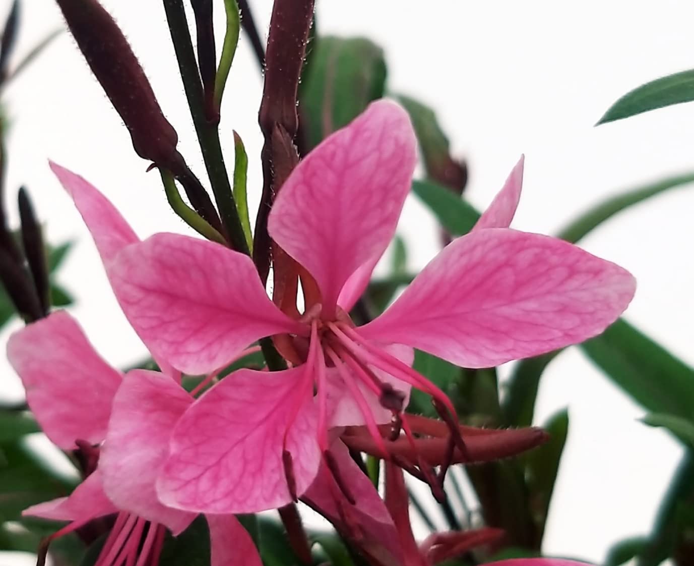 POWERS TO FLOWERS - GAURA 3 PIANTE, VASO 14CM DIAMETRO, Piante vere