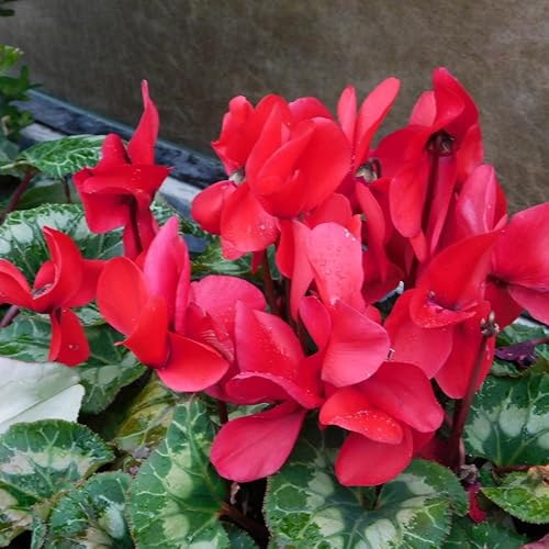 Miniatura 5 de Planta de ciclamen rojo vivo, planta de flores de ciclamen vivo, maceta de 4 inc