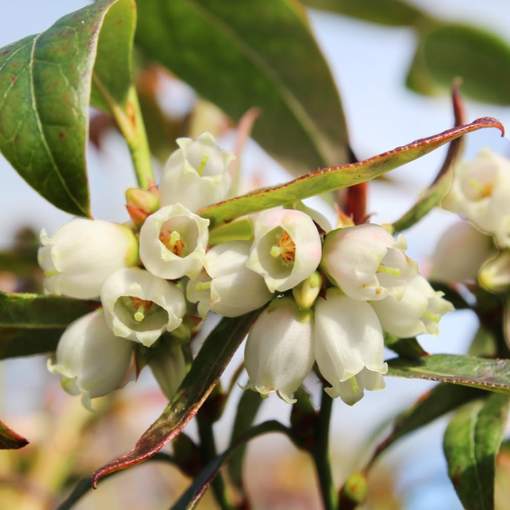 Brussel's Bonsai Live Dwarf Blueberry Bonsai Tree - Small, 4 Years, 6 to 8 Inches Tall - Outdoor Live Bonsai Tree with Ceramic Bonsai Pot