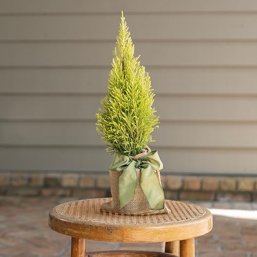Miniatura 5 de Árbol de Navidad de Limón. Ciprés Limón 'Goldcrest' (Cupressus Macrocarpa) - Follaje Verde-Amarillo Vibrante, Aroma Cítrico, InteriorExterior (2