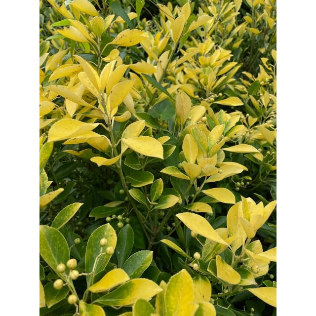 Amazon.co.jp: [30本 セット] 生垣 オウゴンマサキ (黄金マサキ) 15.0