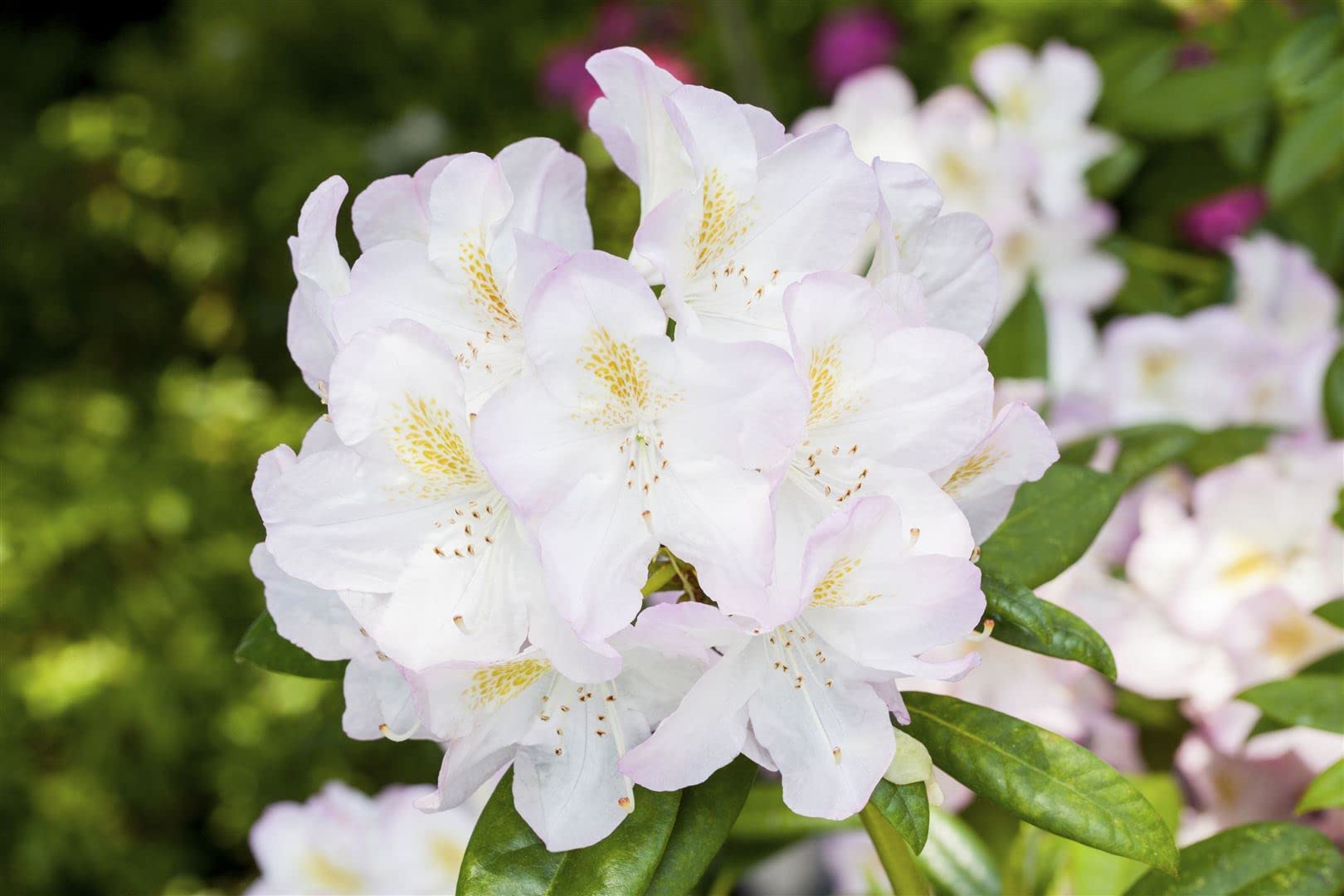 Rhododendron Hybride 'Brigitte' 4050 cm  Winterhart, Immergrn,  Mehrjhrig  Rhododendron  Zierstrauch fr Garten & Sichtschutz :  Amazon.de: Garten