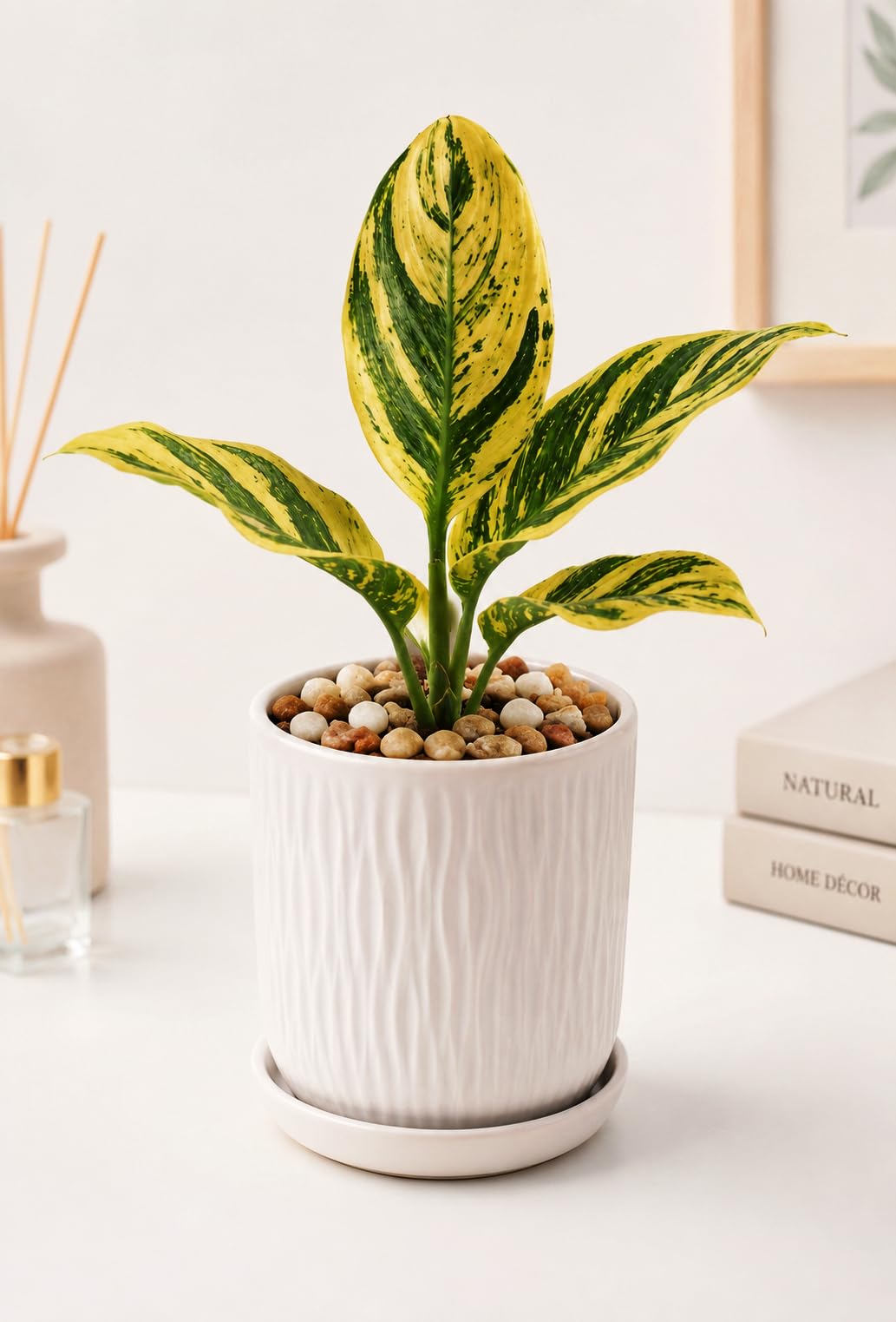 ONERIS Variegated Calathea Prayer Plant - Live Indoor Plant for Home Decor, Office Desk & Balcony, Air Purifying Exotic Houseplant in Nursery Grow Bag (Green & Cream-Yellow)-image-26