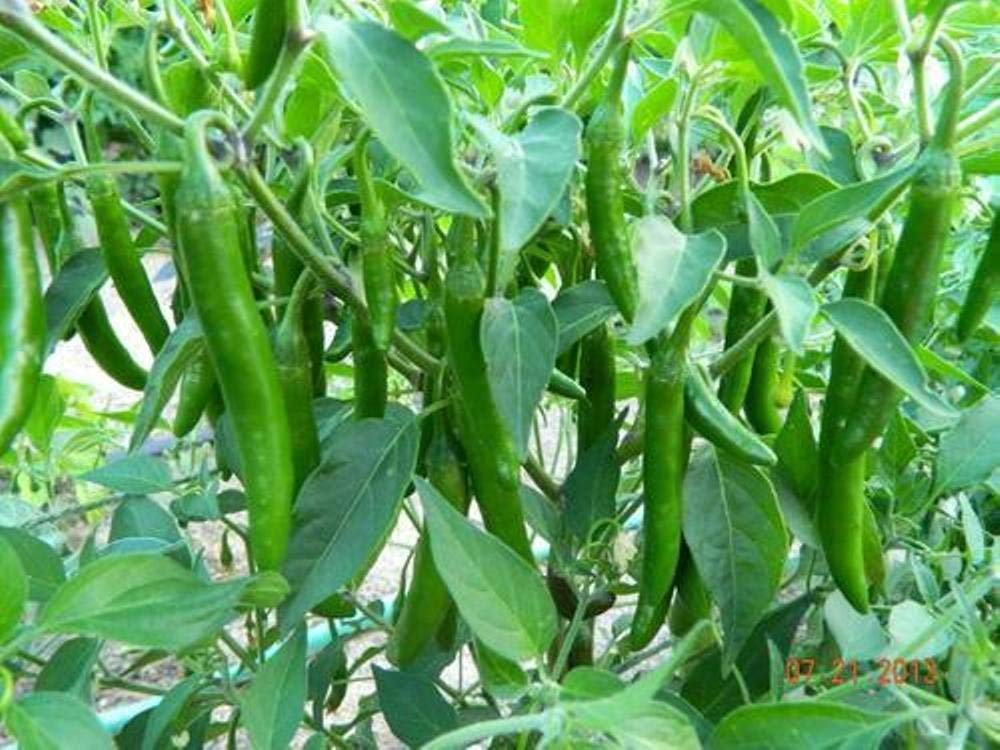 Golden Hills Farm Hybrid Chilli Pepper High Yield Green long Variety 100 seeds (B07NGRFNMW) Amazon Price History, Amazon Price Tracker