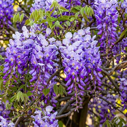 3 Wisteria Live Plants 12 Ft Tall Flowering Wisteria Vine (Wisteria Floribunda) Fast Growing Climbing Plant for Garden Trellis Pergola & Bonsai Training (3 Plants)