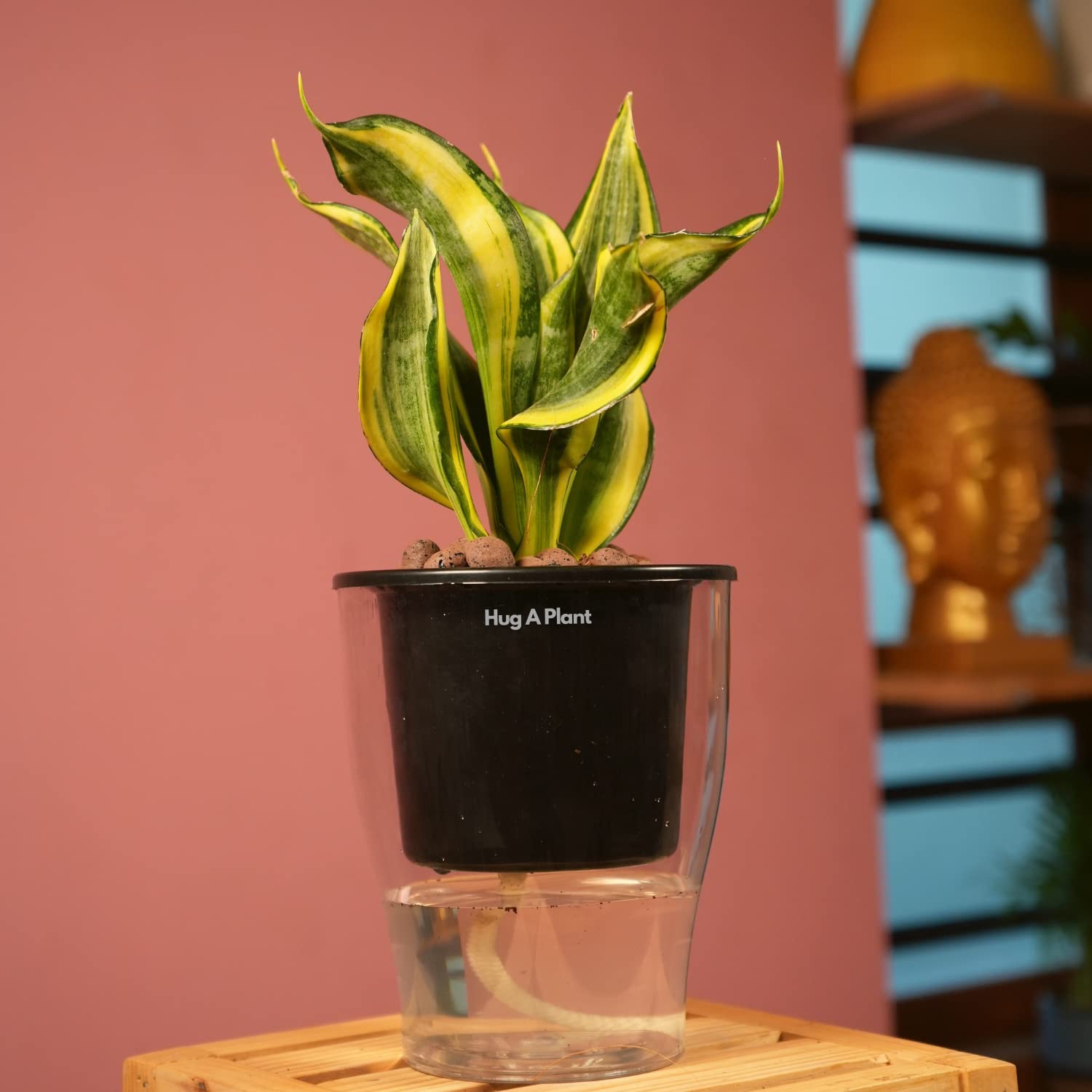 Hug A Plant | Sansevieria Crooked/Snake Plant (Dracaena trifasciata) - Live Plant (With 5 Inch|12cm Self-Watering Pot & Plant) (Black)-image-41