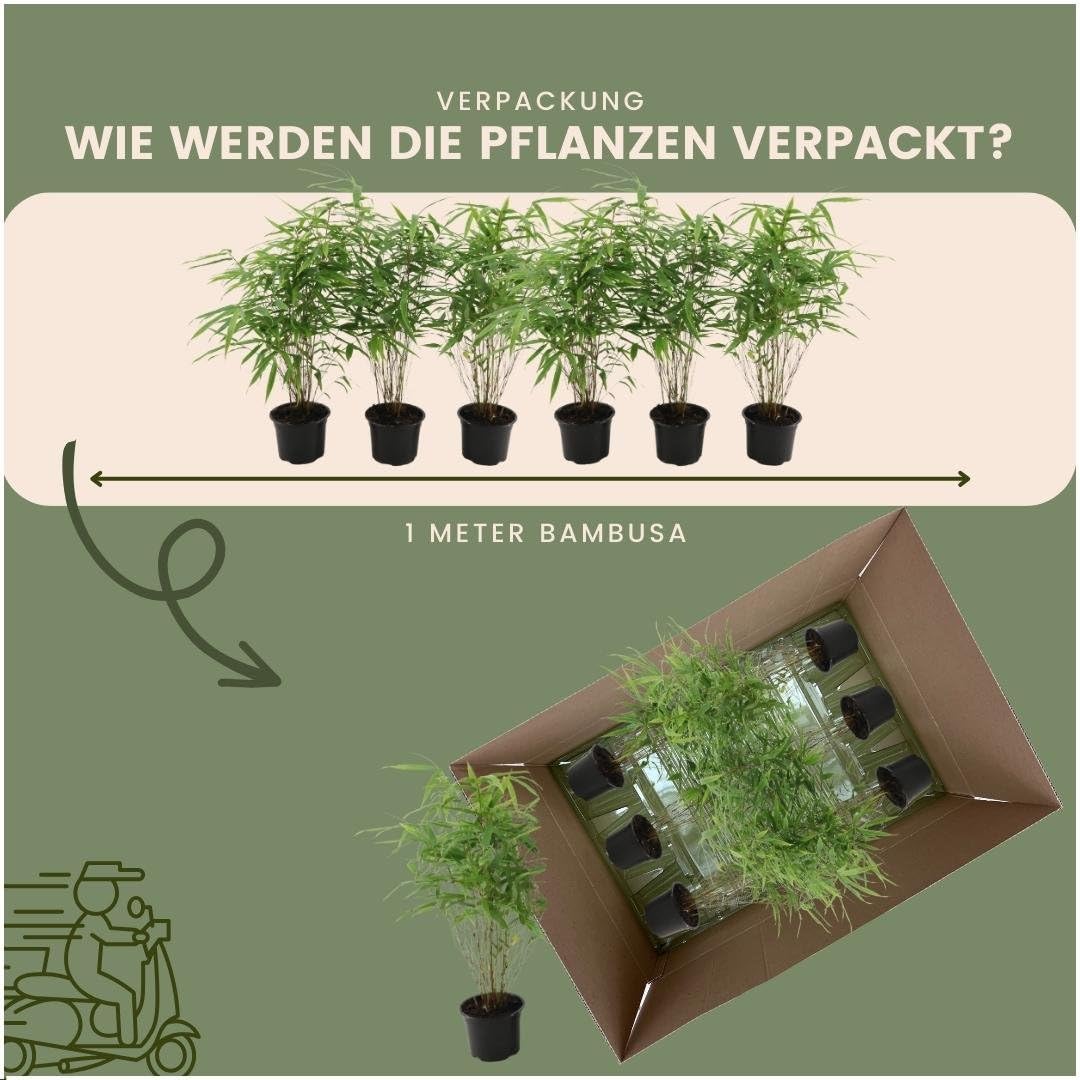 Plants by Frank | Bambus Pflanze Winterhart im Set von 6 Pflanzen | Fargesia Rufa | Gartenpflanzen | Gräser Winterhart Mehrjährig |Ø13 cm | 25 cm | Keine Wurzelausläufer