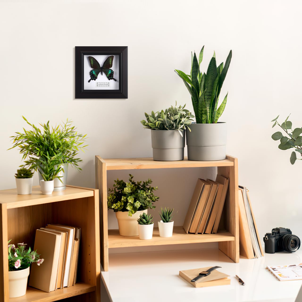 Cadre pour exemplaires de Morpho Bleu Exquis Encadré et monté en Noir pour présenter des curiosités comme décoration de Table à Suspendre
