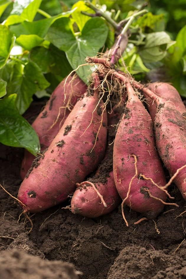 Growing Plants Original Live Black Vine Sweet Potato Outdoor Gardening Vegetable Plant With Black Plastic Pot (B0CGVJQTGP) Amazon Price History, Amazon Price Tracker