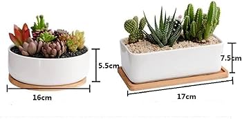 Amazon.co.jp: 鉢 多肉植物鉢 植木鉢 陶器鉢 サボテン鉢