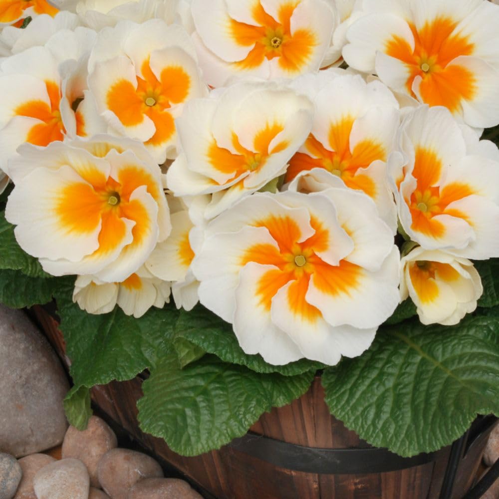 Primrose Buttercream Garden Ready Plants 12 x Garden Ready Plants Extra Large Soft Yellow Flowers Early Spring Bloomers Perfect for Borders & Containers Thompson & Morgan