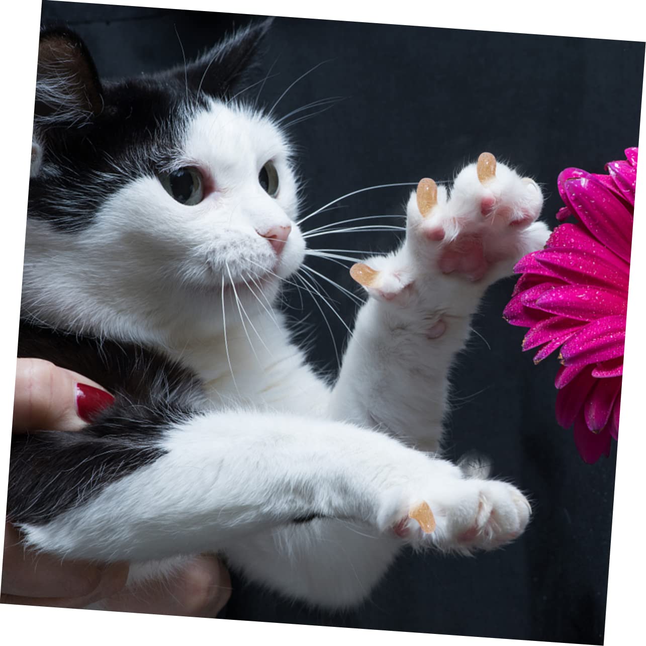 BESPORTBLE 300stücke Katzen Krallenabdeckung Für Kratzschutz Weiche Und Flexible Nägelkappen Für Haustiere Sicherer Krallen-Schutz Für Kätzchen Und Katzen