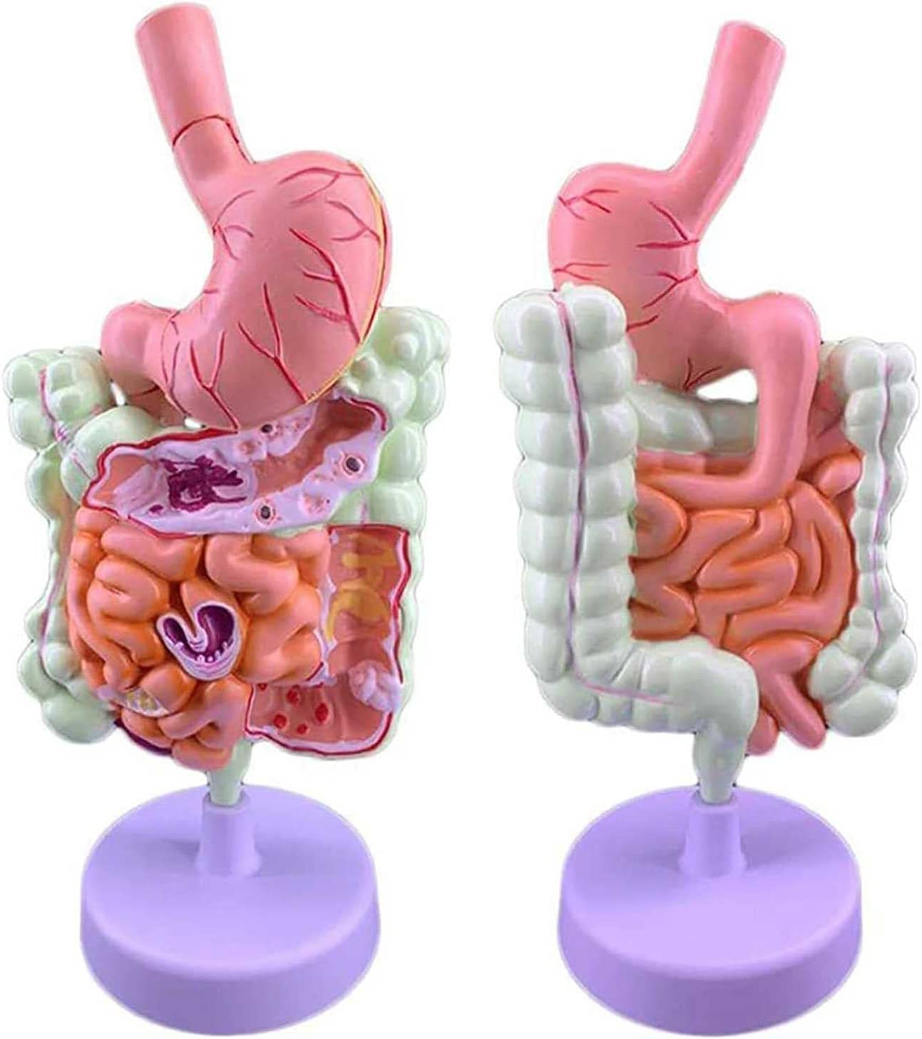 Modello intestinale colorettale Modello autonomo di digestione Umana, intestino crasso e Due organi rettali e duodenali e intestinali. Anatomia gastrointestinale Speciale Medica