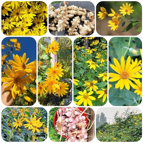 Planta de alcachofa de Jerusalén - semillas semillas de hortalizas de invierno plantas resistentes para el jardín Plantas en maceta resistentes al aire libre camas elevadas para jardín 450pcs