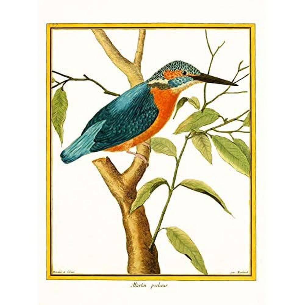 Bird Common Kingfisher Martin Pecheur Art Print Canvas Premium Wall Decor Poster