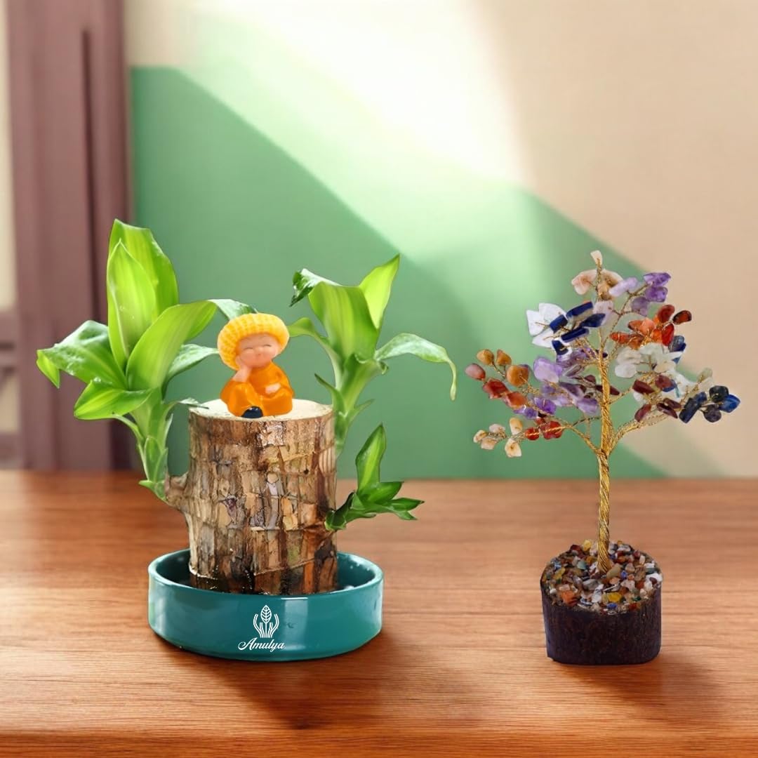 Amulya Farms IMPORTED Bamboo Lucky Wood Good Luck Live Plant WITH LEAVES & WITH GLASS POT & BUDHA IDOL | Lucky Brazil Wood Potted Plant | Indoor Live Lucky Brazilian Wood Plant for Living Room |