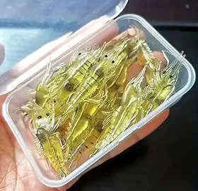 Kit 10 Isca Camarão artificial para Pesca, Camarão com anzol e estojo!