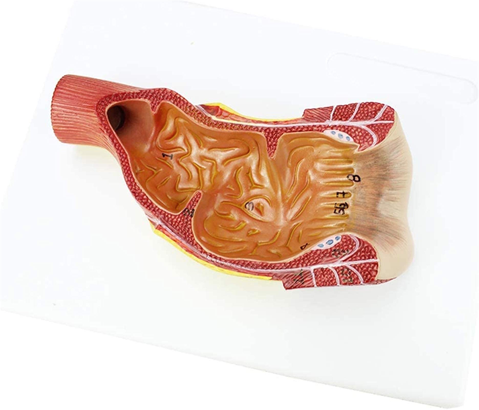 Model anatomiczny, model ludzkiego kanału nicy - narząd ludzki - medyczny model kanału nicy - materiał PCW model anorektalny do nauki nauczania modów medycznych model szkieletu