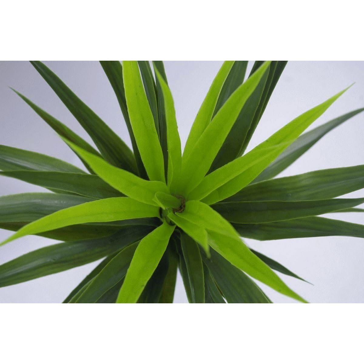 Amazon.com: Leaf 90cm (3ft) Large Artificial Spiky Tree Plant