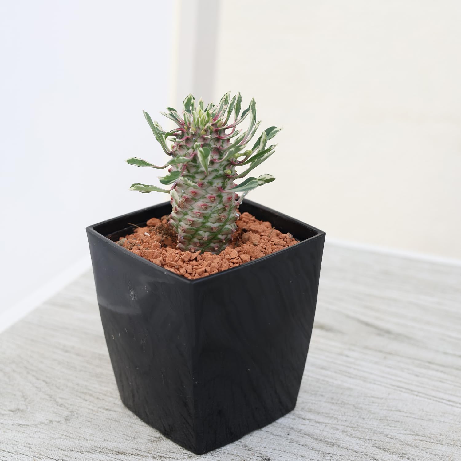 Amazon.co.jp: レア品種 パイナップルコーン ほほえみパイン 1鉢