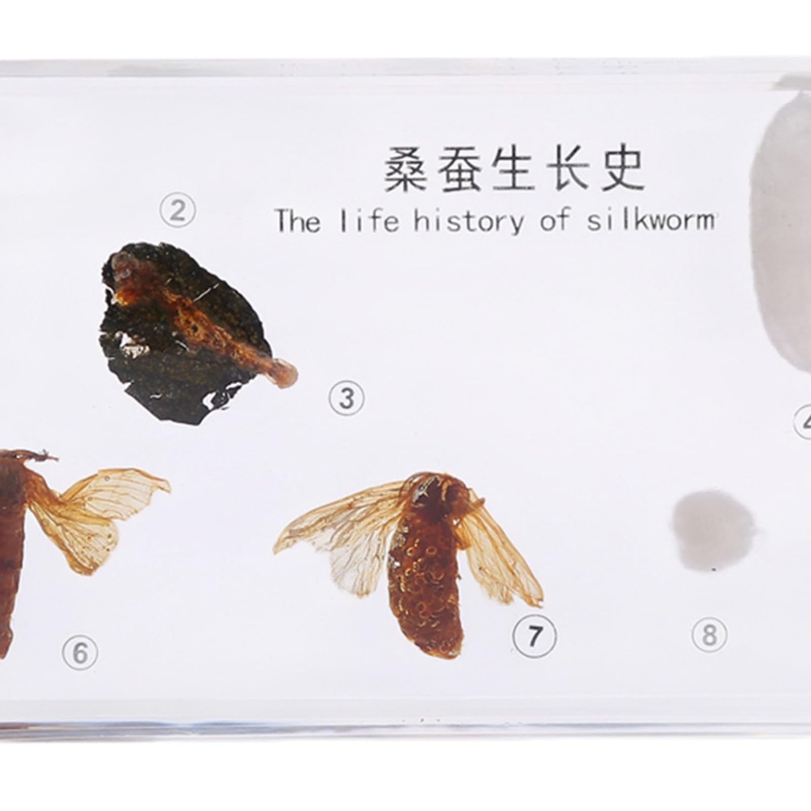 Specimen di Resina del Ciclo di Vita Reale degli Insetti, Fermapenne da Scrivania, Modelli di Tassidermia per l'Educazione Scientifica,Silkworms
