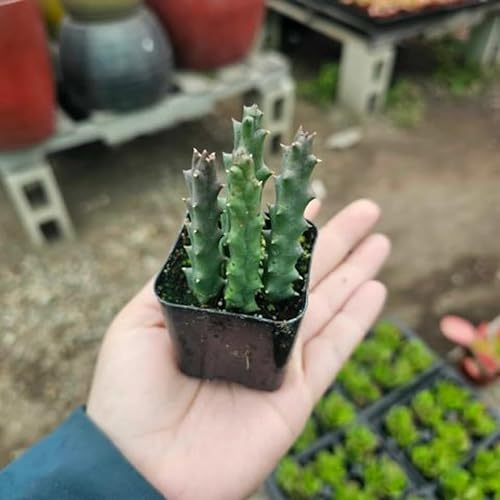 Miniatura 6 de Lifesaver Zebrina - Planta de cactus con estrellas de mar y cactus, suculentas bien enraizadas en maceta de 2 pulgadas, planta de interior