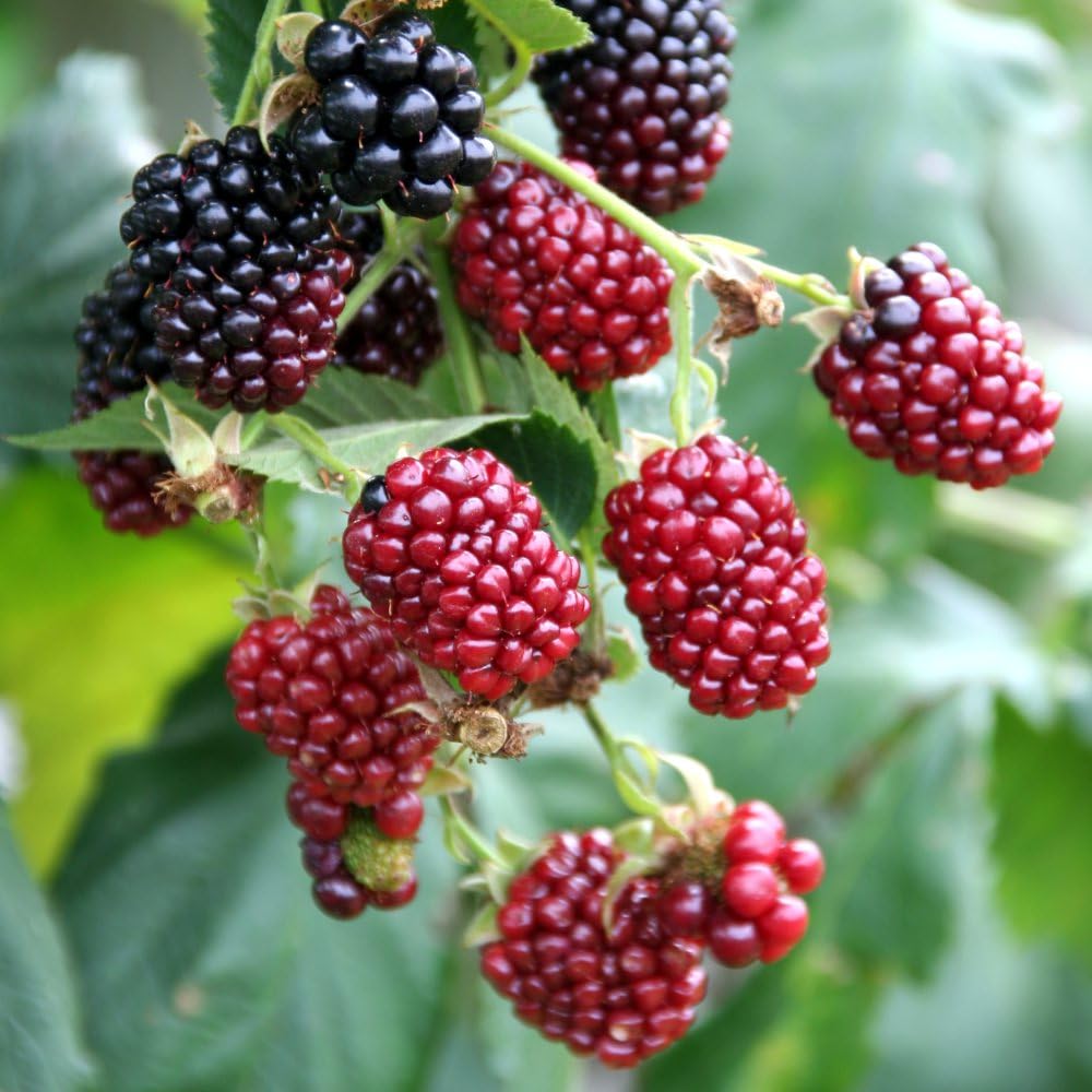 Boysenberry Plant โ Thornless Hybrid Berry, Juicy Dark Purple Fruit, Ideal for Trellis, Arch, and Fence, Drought & Disease Resistant - 1x 15cm Potted Plant by Thompson & Morgan