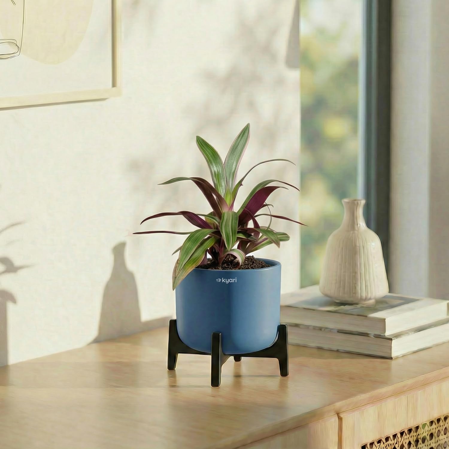 Kyari Rhoeo Tricolour Aira Plant with Self Watering Pot (blue)-image-29