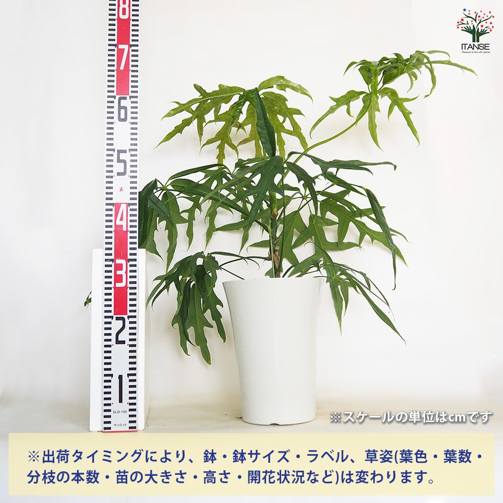 Amazon｜ITANSE シェフレラ ノバ 7号 1個売り 観葉植物