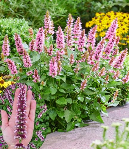 BALDUR Garten Agastache 'Beelicious® Pink',2 Pflanzen, pflegeleichter Dauerblüher, kompakter Wuchs, dekorativ im Gartenbeet und im Kübel, duftend, mehrjährig und winterhart