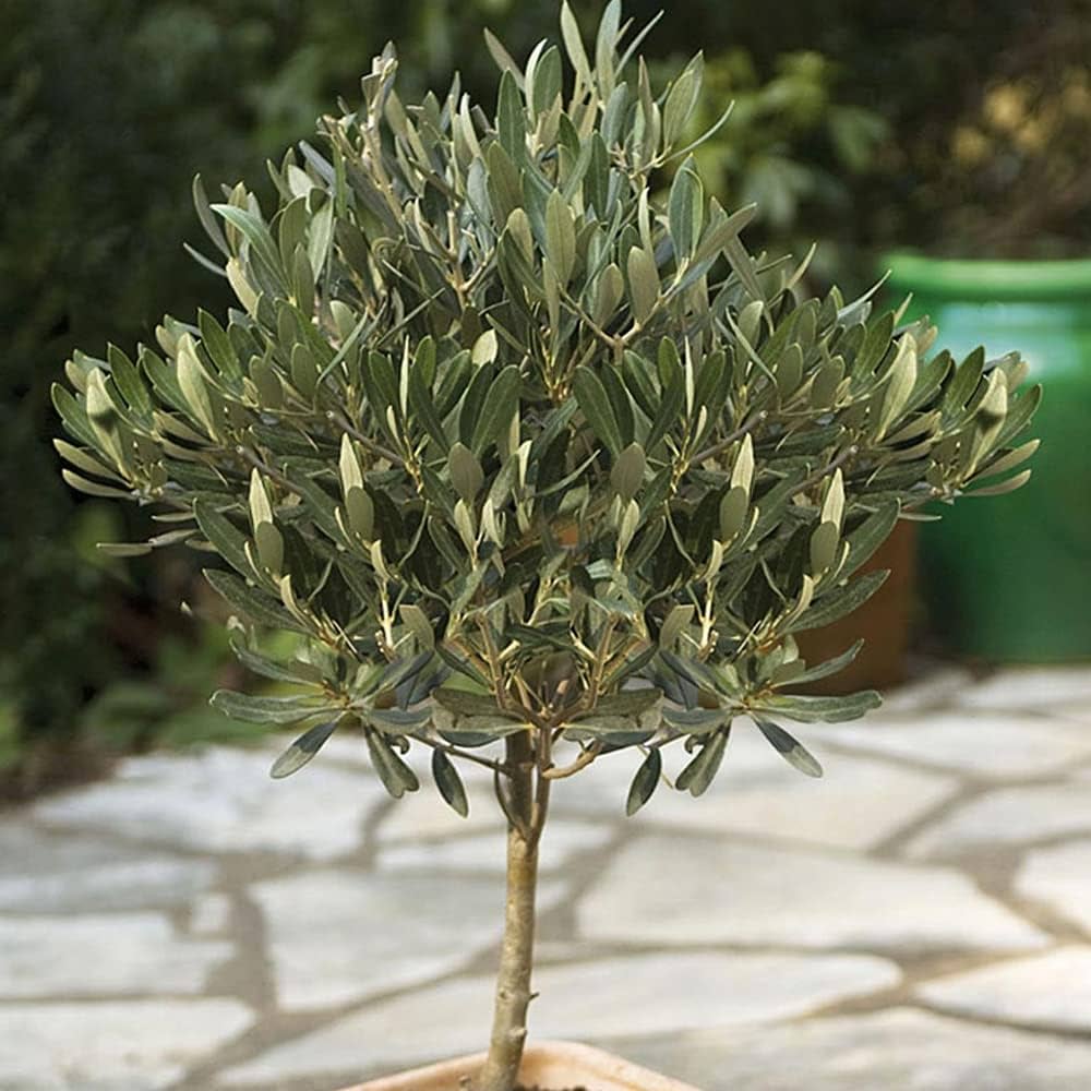 Amazon.co.jp: オリーブの苗木 品種：レッチーノ 5号ポット苗【品種で