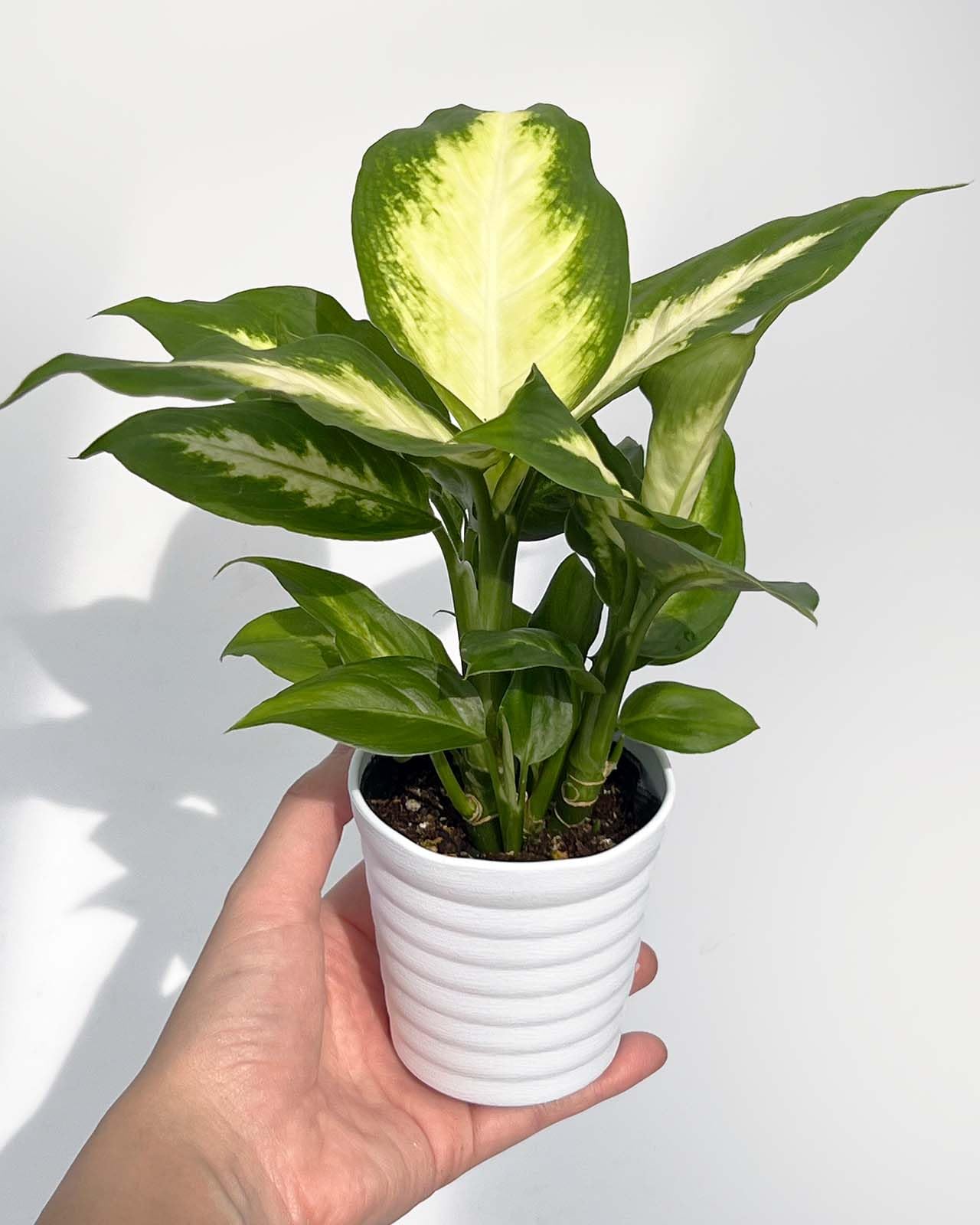 Amazon｜inakougei（イナコウゲイ） 観葉植物 おしゃれ 小さめ ミニ